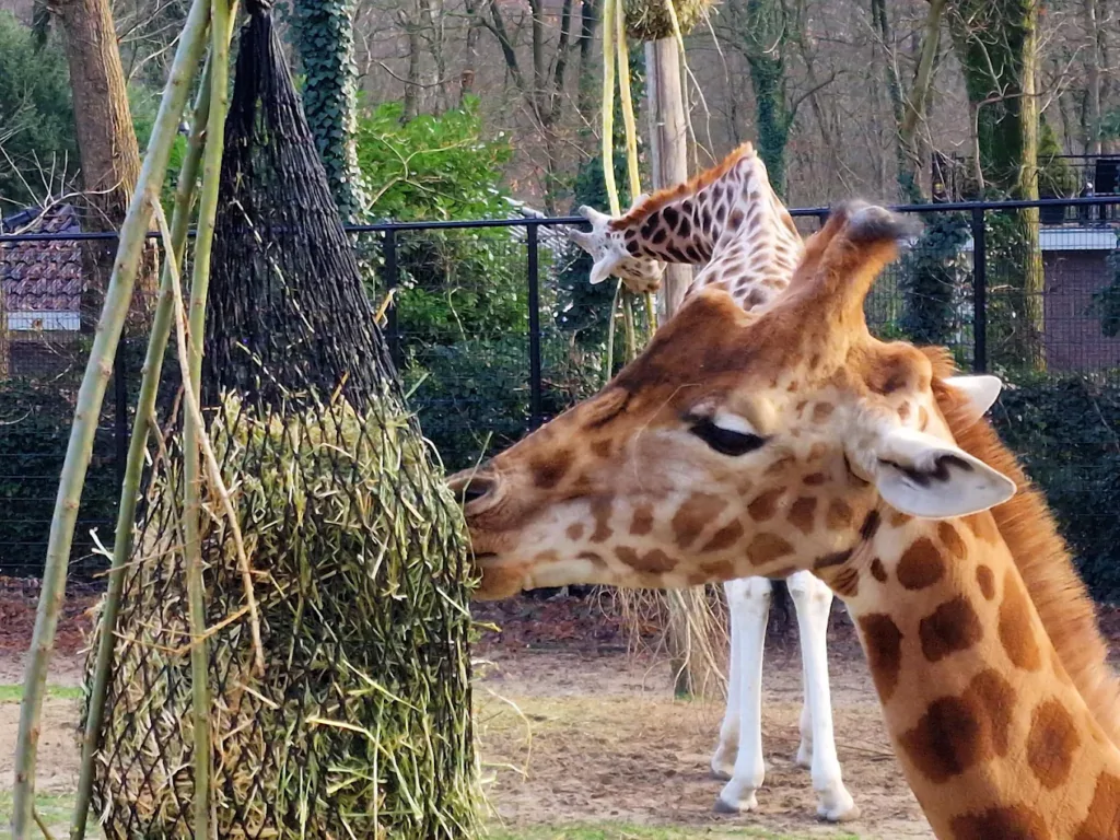 Giraffe aan het eten in Ouwehands Dierenparken