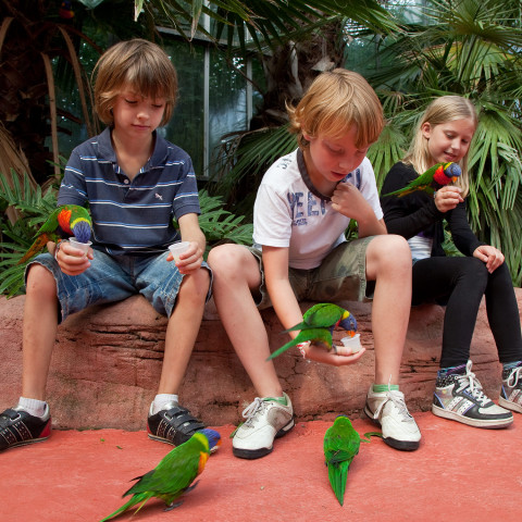 Kinderen met vogels op hen armen in Ouwehands dierenpark