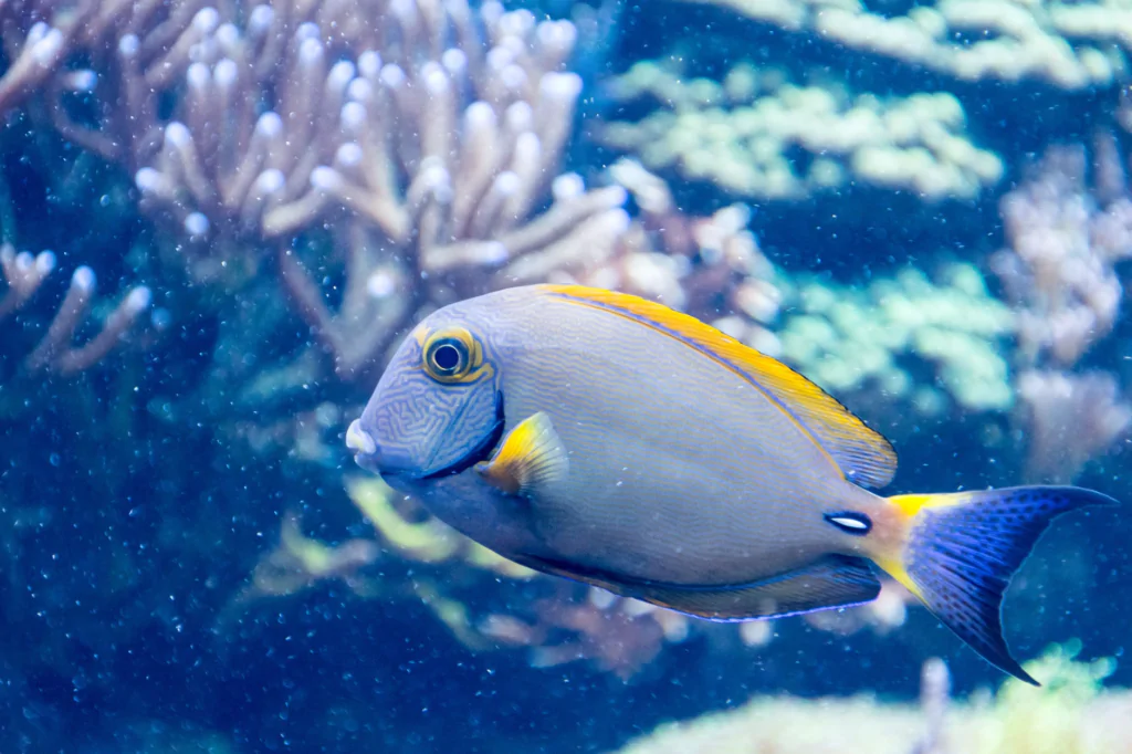Kleurrijke vis in het zoutwateraquarium van Ouwehands Dierenpark