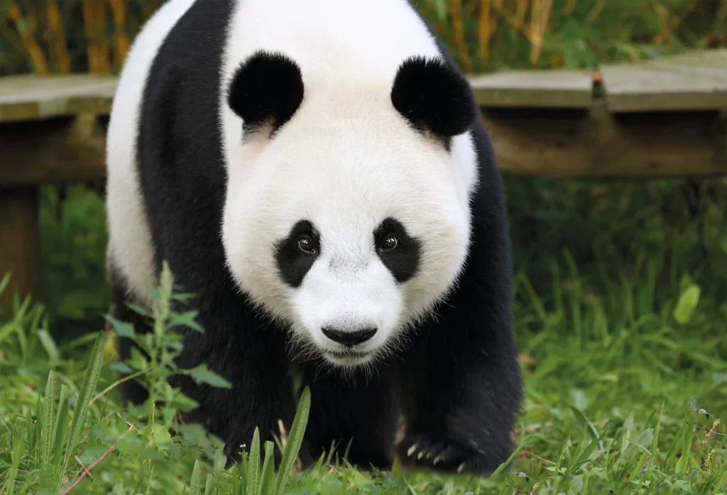 Panda in verblijf in Ouwehands Dierenpark
