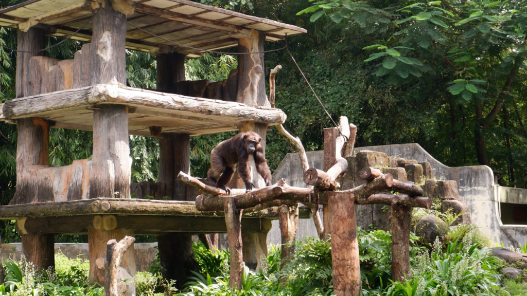 wildlandsadventurezoo wildsummer