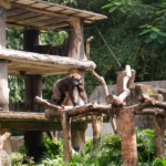wildlandsadventurezoo wildsummer