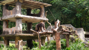 wildlandsadventurezoo wildsummer