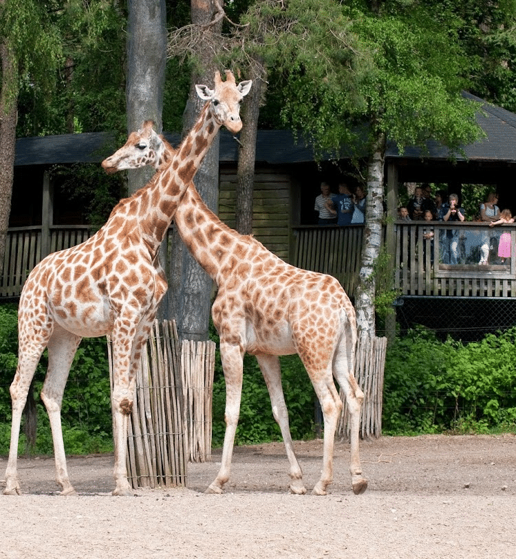 afbeelding_2025-07-28_133127750