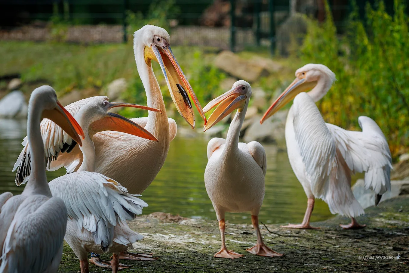 veldhoven zoo vogelpark