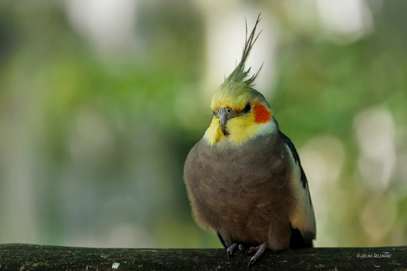 veldhoven zoo vogelpark