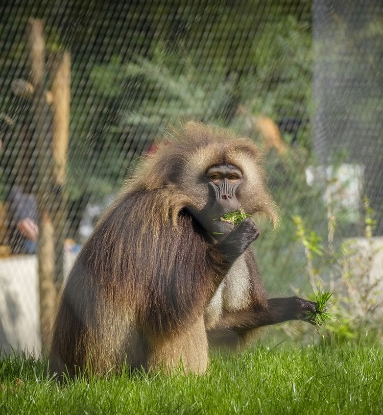 diergaarde blijdorp aap