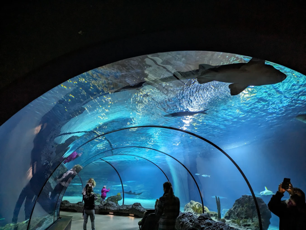 diergaarde blijdorp aquarium