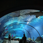 diergaarde blijdorp aquarium