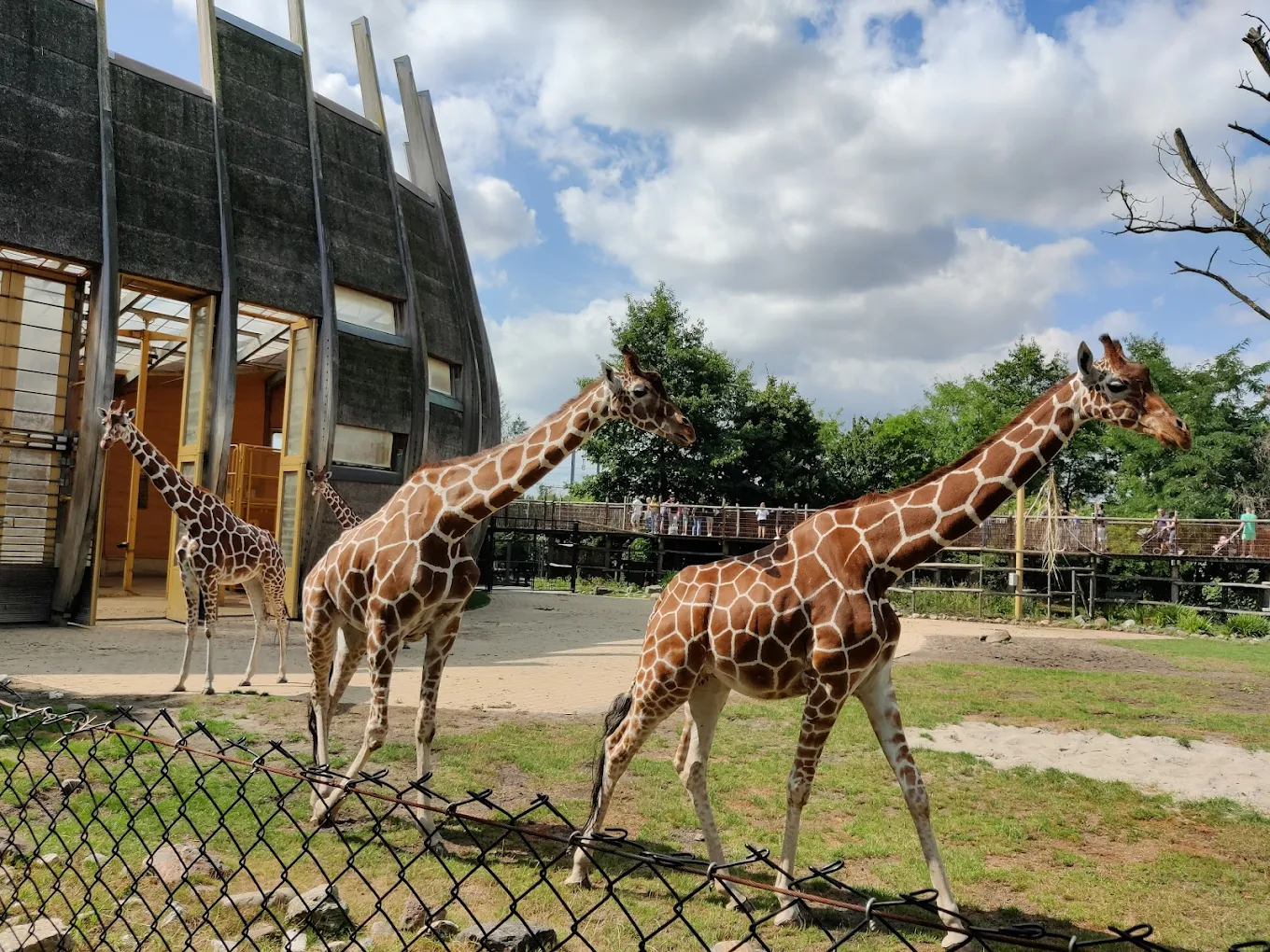 diergaarde blijdorp giraffes