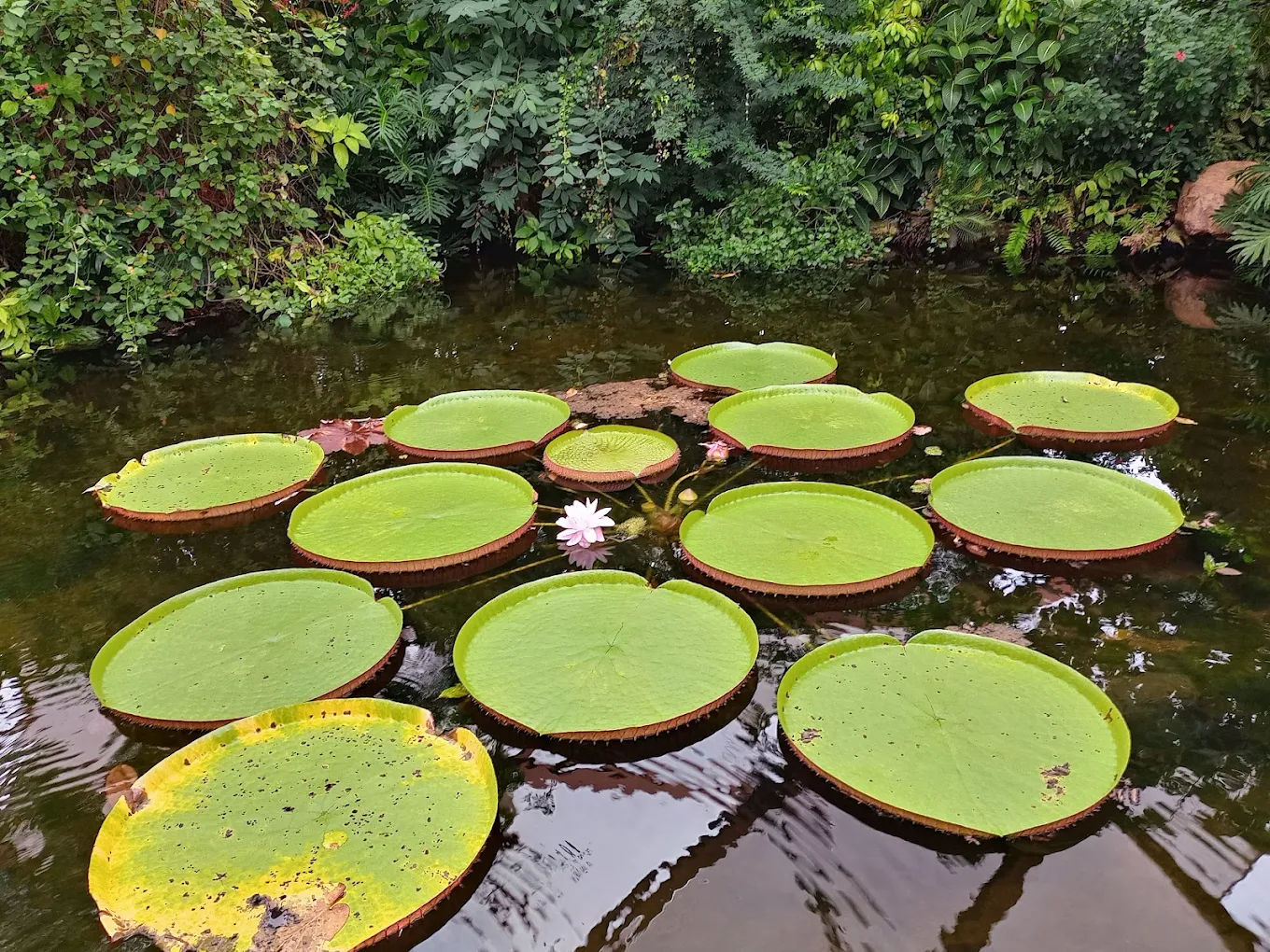diergaarde blijdorp vijver