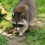 gaia zoo kerkrade wasbeer