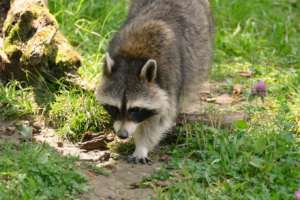 gaia zoo kerkrade wasbeer