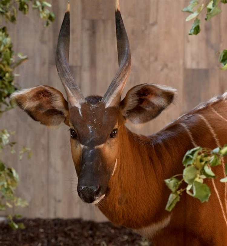 gaia zoo
