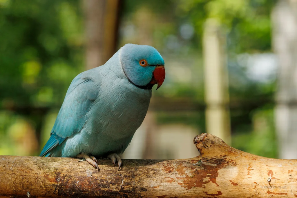 veldhoven zoo vogelpark