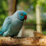 veldhoven zoo vogelpark